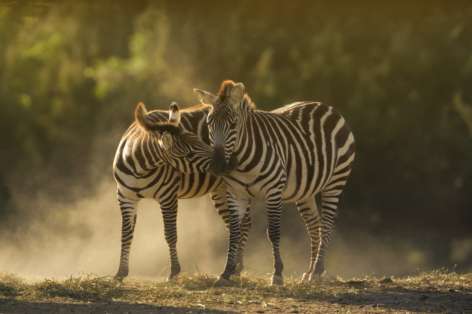 Serengeti