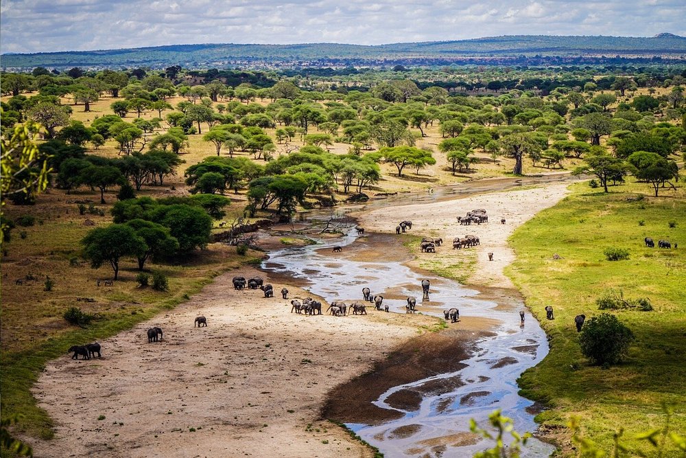 Tarangire National Park baobab and wildlife