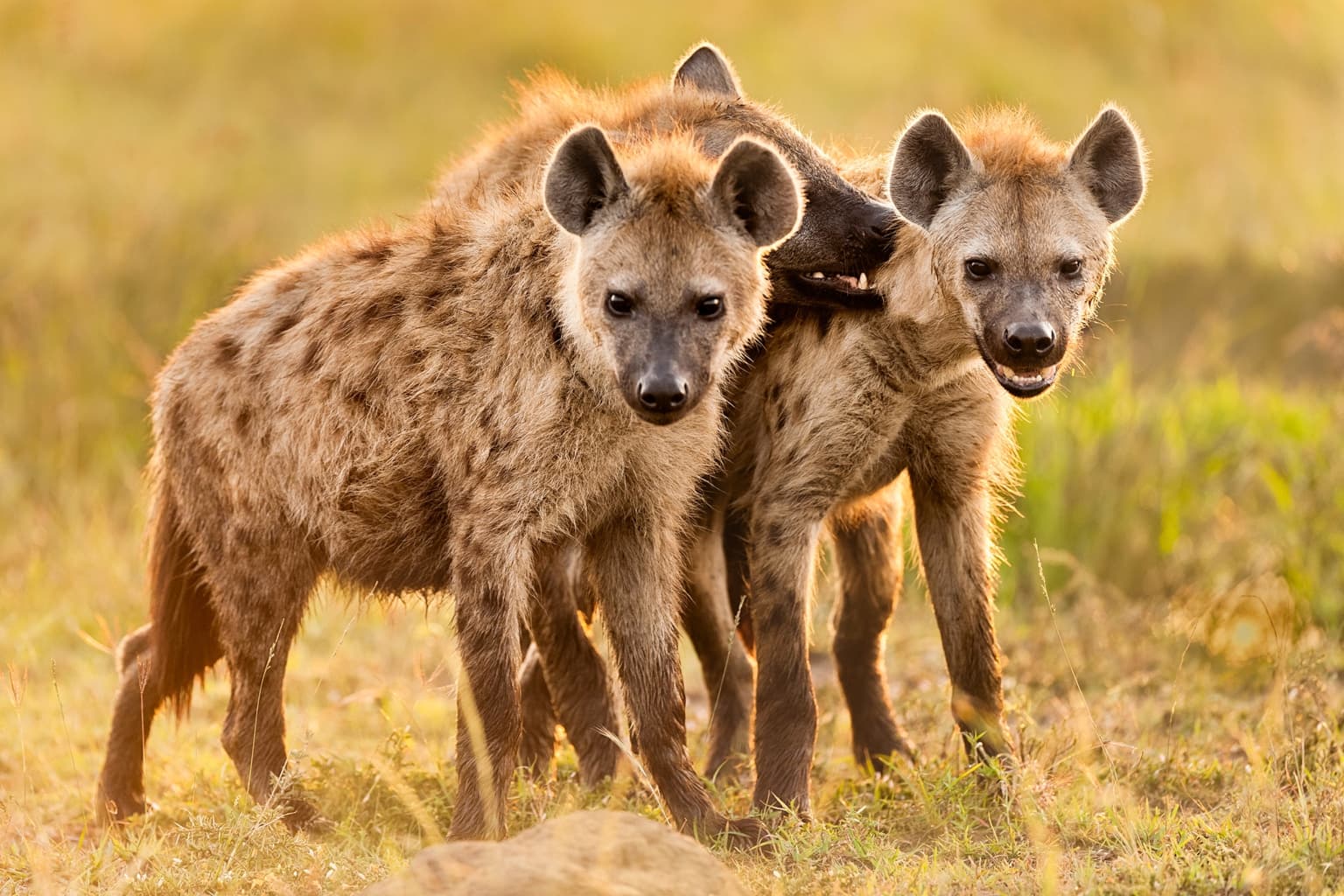 Serengeti